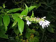 葉腋ごとに花をつける。