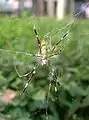 ジョロウグモTrichonephila clavata