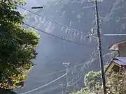 ジョロウグモの網電線の間に進出