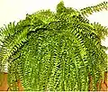 鉢植えのボストンタマシダ
