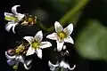 花のクローズアップ