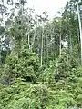生育環境の例(ニューギニア)