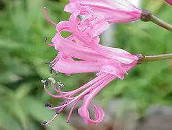 ネリネの花