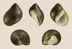 Neritina turrita 02