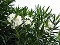 白花