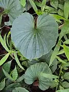 花後に生じる葉。