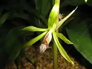 萼片と側花弁は黄緑色。