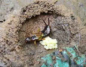 護卵するハサミムシ