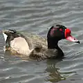 ベニバシガモN. peposaca