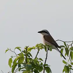 セアカモズ