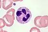 Neutrophil_(4_lobes)_-5