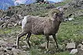 オオツノヒツジ(bighorn sheep)