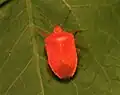 赤色の成虫（メス）