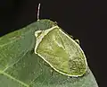 成虫（オス）