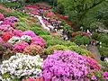 根津神社のつつじ（2010年4月24日撮影）