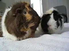 アビシニアン