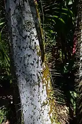 園内にあるマレーシア原産のヤシ、ニボンヤシ(Oncosperma tigillarium)