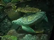 アオウミガメの「ニッケル」君