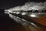 宇美川（福岡県）白色のライトアップ