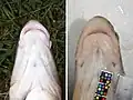 ニゴイ（左）とコウライニゴイ（右：下唇の皮弁が発達）の比較。