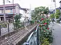 二ヶ領用水・川崎堀。沿川に植えられた草木は近隣住民により手入れされている。（2006年5月14日）