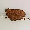 巣