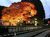「貴船もみじ灯篭」でライトアップされた紅葉(2006年11月)