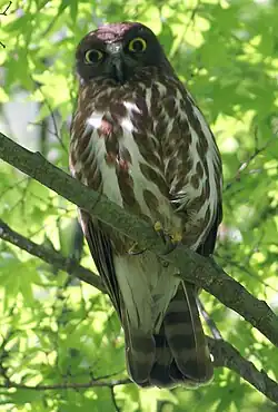 アオバズク