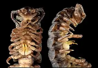 ヤスデの1種 Nipponesmus shirinensis の前端。特化した生殖肢もつ。