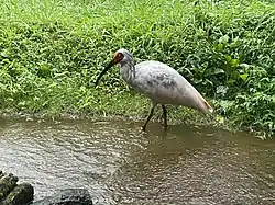 佐渡トキ保護センターのトキ