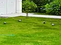 境内の動物（鳩）