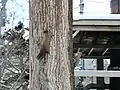 境内の動物（エゾリス）