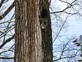境内の動物（エゾリス）