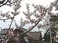 春の境内