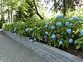 夏の境内