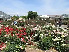 西尾市バラ園(2018年5月)