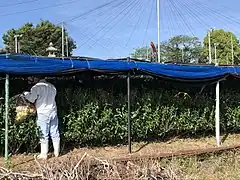 茶摘み