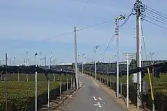 茶畑の全景