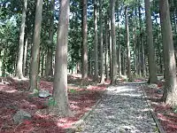 スギ