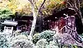 影向杉