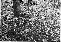1955年（昭和30年）頃に撮影された丹生川上中社のツルマンリョウ。
