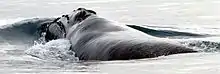 セミクジラ