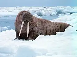 セイウチ