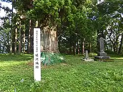 延沢城址。天然記念物の大杉が奥に見える。