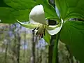 Trillium cernuum
