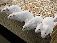 ハツカネズミ