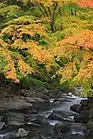 野原川（阿蔵町、2013年（平成25年）11月）
