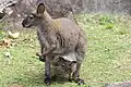 ワラビー