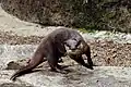 カワウソ