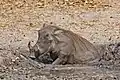 泥につかったイボイノシシ。セネガルのガンビア国境付近のファサラ動物保護区（英: Fathala Wildlife Reserve）にて。2016年2月27日。北緯13度38分45秒 西経16度26分59秒﻿ / ﻿北緯13.6459度 西経16.4498度﻿ / 13.6459; -16.4498